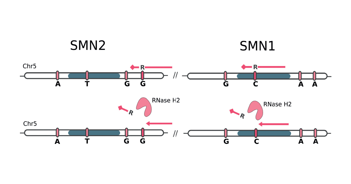 Ген тест 1. Ген SMN. Smn1. Белок SMN. Sma smn1.